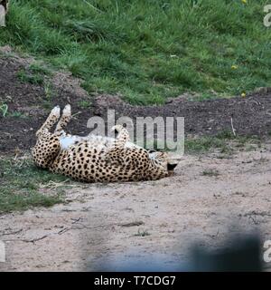 A picture of a Cheetah lying down Stock Photo