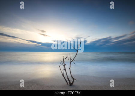 Lonely tree on empty beach Stock Photo