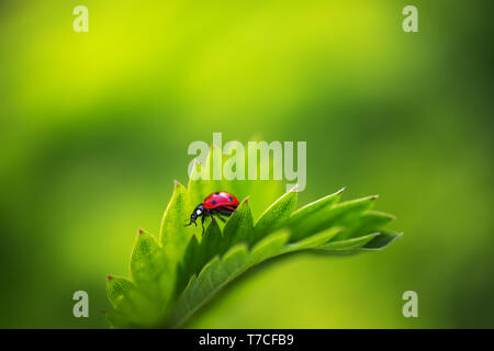 Ladybug insect walking on fresh green leaves in countryside field, beautiful spring day. Stock Photo