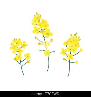 Brassica napus, rapeseed, colza, oil seed, canola vector illustration. The concept of rapeseed oil or honey. Flat vector illustration isolated on Stock Vector