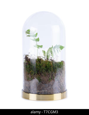 Closed sealed self sustainable ecosystem in a trasparent glass flask jar with moss and fern isolated on white background Stock Photo