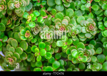 Sedum makinoi ogon foliage. This is a tiny-leaved, spreading, ground cover Sedum that is noted for its bright gold foliage. Photographed in Israel in  Stock Photo