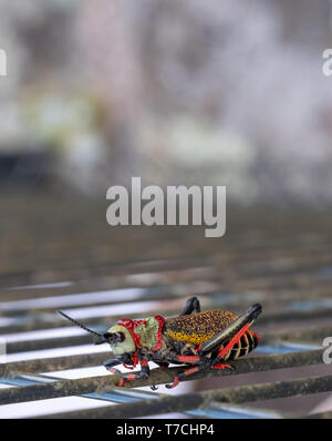 Koppie foam / gaudy grasshopper. Colourful grasshopper / locust photographed in the Blyde River Canyon, South Africa. Stock Photo