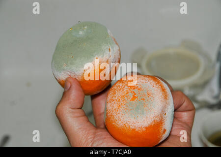 Mouldy citrus clementine fruit. Penicillium sp. fungus growing on a Citrus fruit. The fungus has spread over the surface of the fruit, producing a net Stock Photo