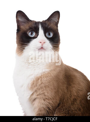 Snowshoe cat portrait isolated on white Stock Photo