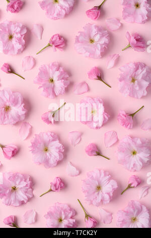White cherry blossom at pastel pink background, spring nature and holidays  layout Stock Photo - Alamy