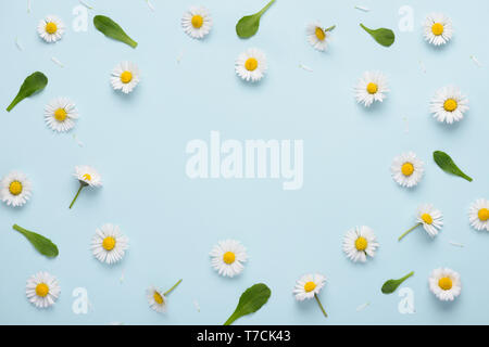 Floral pattern with small daisy flowers leaves and petals on blue trendy pastel background. Flower pattern flat lay top view frame composition with co Stock Photo