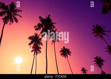 Tropical sunset coconut palm trees Stock Photo