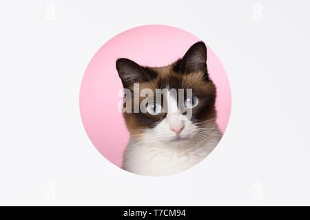 Cat looking to a camera through a hole in paper layered design Stock Photo