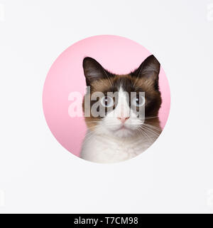 Cat looking to camera portrait through a cut hole in paper pink background layered design copy space Stock Photo