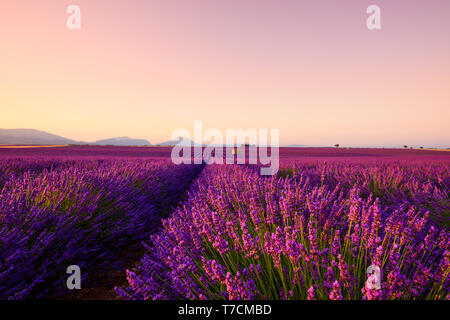 Lavender field blooming in Provence France focus on foreground flowering bush Stock Photo