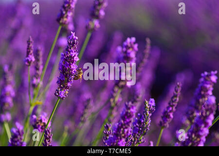 Bee in blossoming lavender flowers feeding on nectar and pollen. Honeybee pollinating lavender bushes on field honey Provence France. Stock Photo
