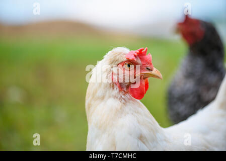 Egg-laying grass fed hen chicken on the meadow closeup portrait looking to camera Stock Photo