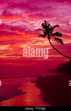 Palm tree silhouette on tropical beach vivid twilight sky after sunset Stock Photo