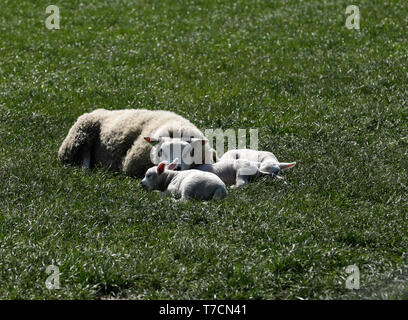 Cute little lambs with their parents in the grass, sleeping, playing, drinking milk. Stock Photo