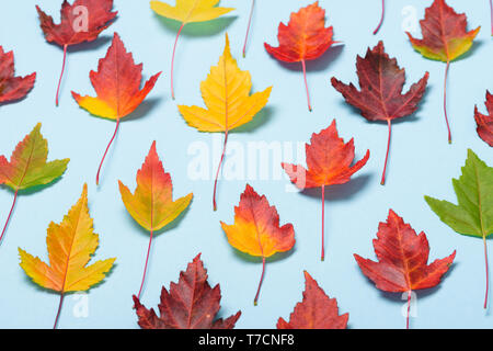 Autumn leaves fall colors on pastel blue background Stock Photo
