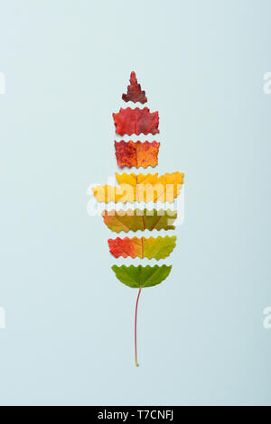 Autumn leaf cut colorful gradient transition arrangement. Season change cycle fall concept flat lay top view. Stock Photo