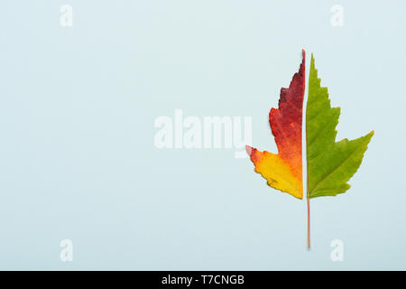 Green and red leaf cut in half autumn colors on pastel blue paper background Stock Photo