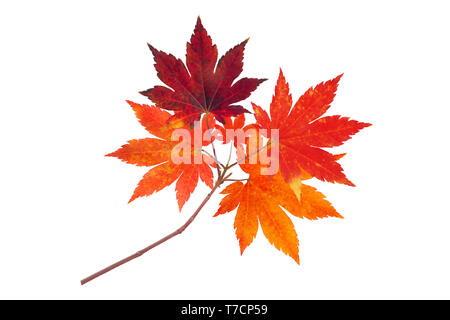 Japanese maple branch with autumn red leaves isolated on white Stock Photo