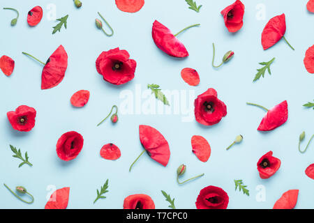 Red summer field poppy wild flowers seed boxes buds and leaves botanical pattern on blue pastel background top view. Stock Photo