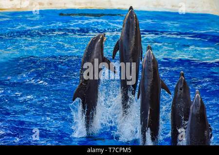 Orlando, Florida. December 25, 2018 . Dolphin jumping in colorful Dolphin Day show; It is a festive celebration of our natural world at Seaworld Stock Photo