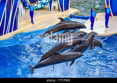 Orlando, Florida. December 25, 2018 . Dolphin jumping in colorful Dolphin Day show; It is a festive celebration of our natural world at Seaworld Stock Photo