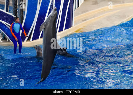 Orlando, Florida. December 25, 2018 . Dolphin jumping in colorful Dolphin Day show; It is a festive celebration of our natural world at Seaworld Stock Photo