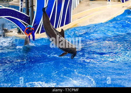 Orlando, Florida. December 25, 2018 . Dolphin jumping in colorful Dolphin Day show; It is a festive celebration of our natural world at Seaworld Stock Photo