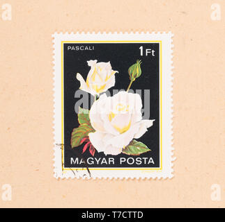 HUNGARY - CIRCA 1980: A stamp printed in Hungary shows a flower, circa 1980 Stock Photo