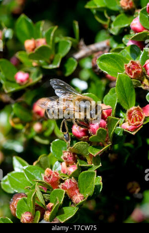 Honey Bee on Cotoneaster Flowers Stock Photo