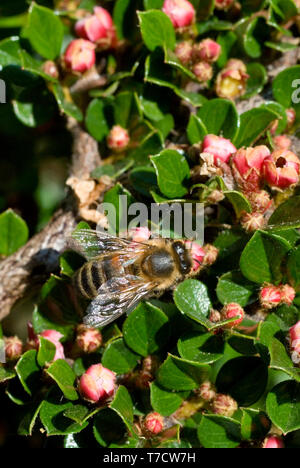 Honey Bee on Cotoneaster Flowers Stock Photo