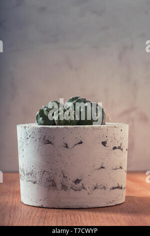 Cactus plant in handmade concrete planter on the top of wooden table Stock Photo
