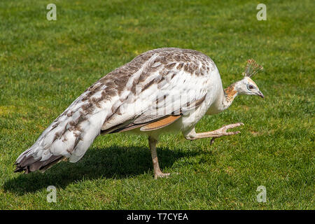 A graceful white peahen strides across short green grass, her delicate plumage and subtle markings glowing softly in natural daylight on a sunny day. Stock Photo