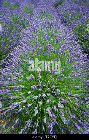 Rows of cultivated lavender burst into bloom, forming sweeping waves of violet and green, filling the field with color, texture, and a sense of calm! Stock Photo