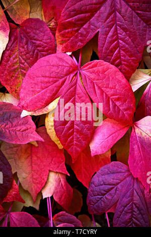 A Japanese Ivy Creeper displaying vivid red autumn leaves and climbing up a stone wall in UK. Stock Photo