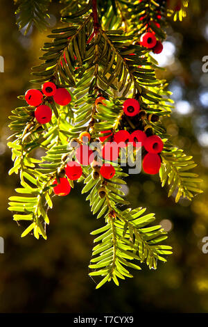 Sunlit clusters of vivid red yew berries hang among glossy green needles, creating a striking contrast of color, texture, and natural beauty. Stock Photo