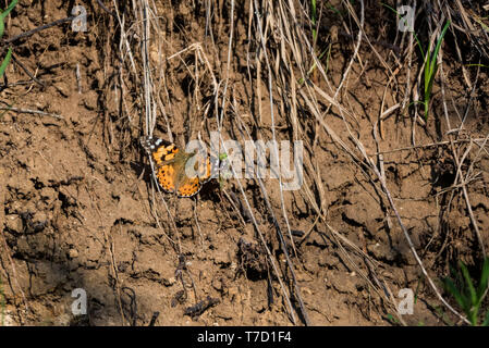 Colorful Painted Lady butterfly or Vanessa cardui on ground Stock Photo