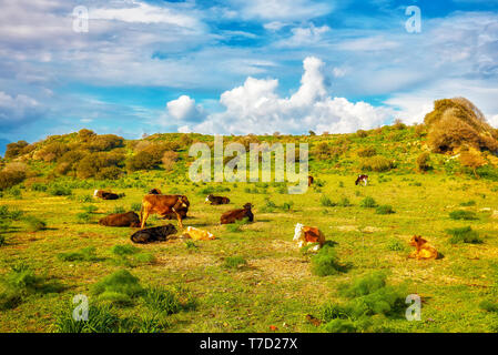 Green meadow rural field with a herd of cows lying on the grass in Bodrum Gumusluk Turkey Stock Photo