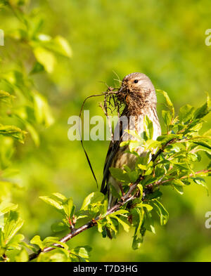 Female Linnet (Linaria cannabina) gathering nesting material, Oxfordshire Stock Photo