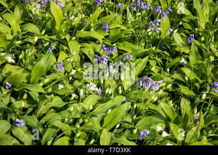 Common Bluebells and Wild Garlic at Larmer Tree Gardens,Wiltshire UK Stock Photo