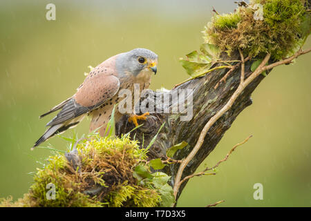 Male Kestrel perched on a branch in the rain Stock Photo