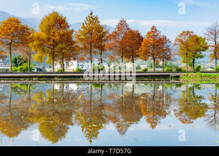 Taxodium distichum in fall color with red, orange leaves and reflection at Yilan, Taiwan Stock Photo