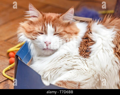 Pretty adult red cat sleeps in box Stock Photo