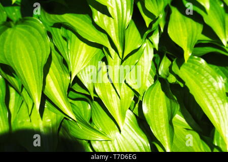 green leaves of big daddy Stock Photo