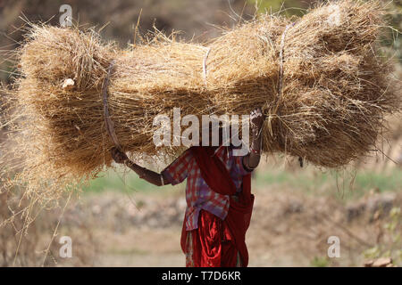 Old Woman carring a heavy dried Haystack on her head along the Street in Rajasthan Stock Photo