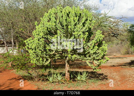A Candelabra tree ( Euphorbia candelabrum ) with branches on a sunny afternoon, Kenya Stock Photo