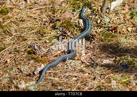 Adder in the pine forest in spring. Stock Photo