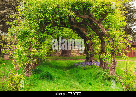 Naturally created archway by trees Stock Photo - Alamy