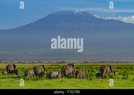 Elephant group with calves in front of Mount Kilimanjaro, Africa's highest mountain. Amboseli National Park, Kenya, Africa. Rear view facing mountain Stock Photo