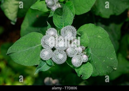 woolly burdock, (Arctium tomentosum) Stock Photo